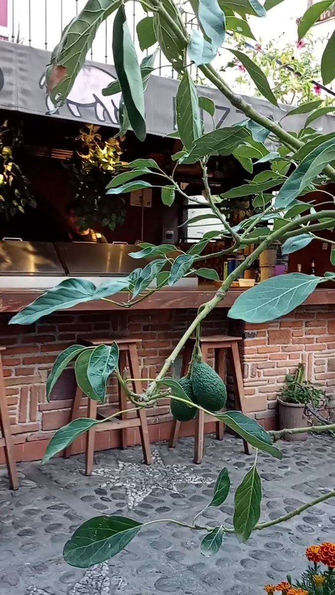 Hilo Negro Cuernavaca Photo 2