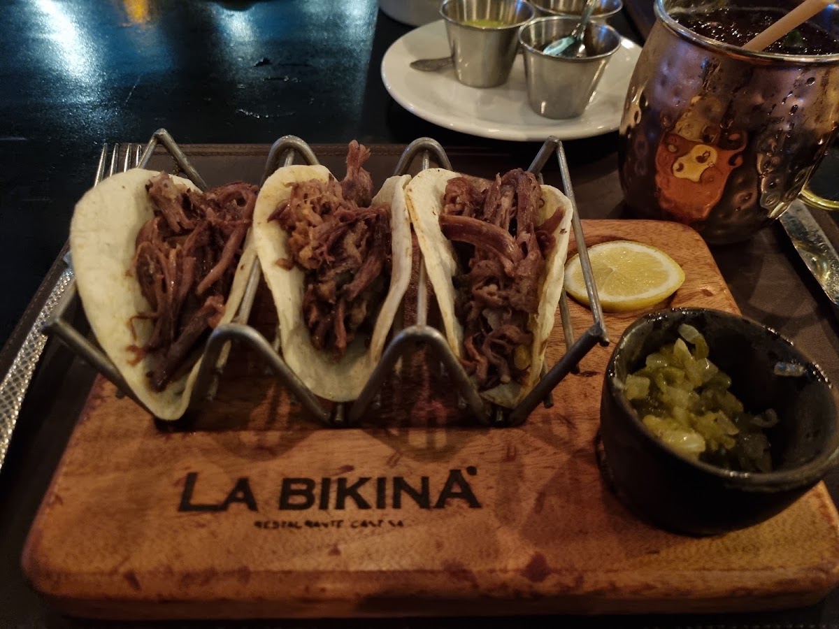 La Bikina Chihuahua Photo 9