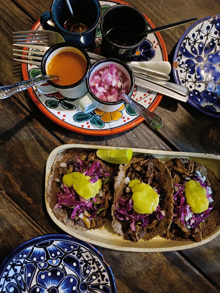Suculenta Tamaleria Photo 5