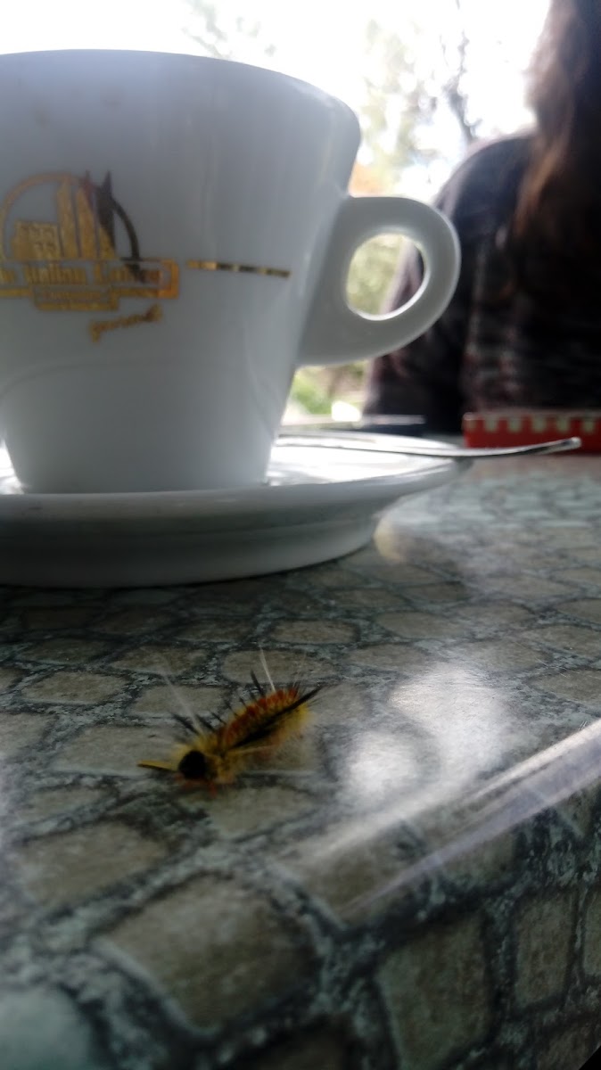 The Italian Coffee Company Photo 6